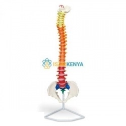 Human Spinal Columns Model