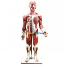 Anatomy Human Torso