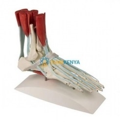 Human Foot Anatomy Models