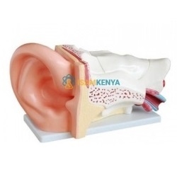 Anatomy Human Ear