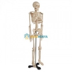 Skeleton Bones and Joints Model