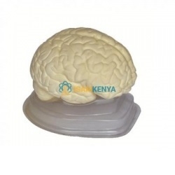 Brain Model