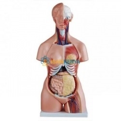 Human MuDAe Anatomy Models