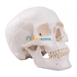 Human Anatomy Skull Models