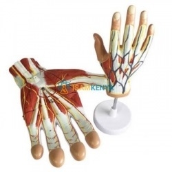 Human Hand Anatomy Models