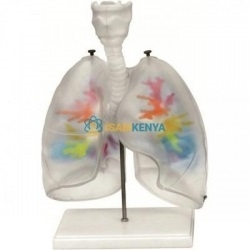 Anatomy Respiratory System