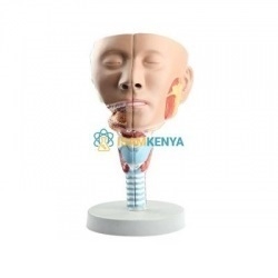 Anatomy Human Head