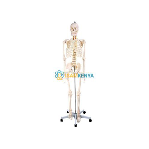 170cm Anatomy Human Skeleton Model