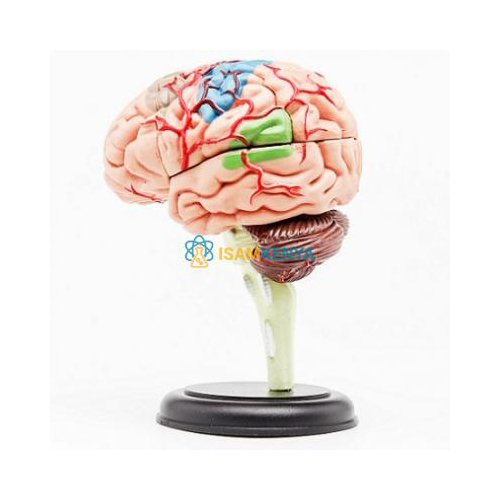 4D Master Human Brain Model