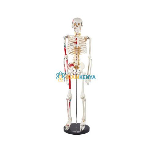 85cm Anatomical Skeleton Model