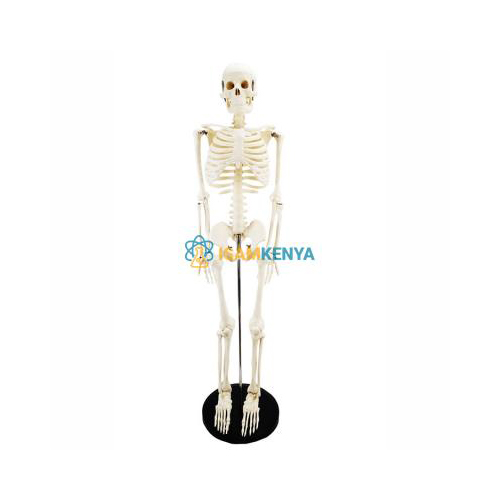 85cm Human Skeleton Model