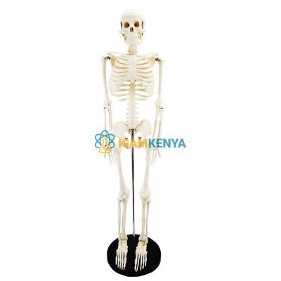Human Skeleton Model, 85Cm