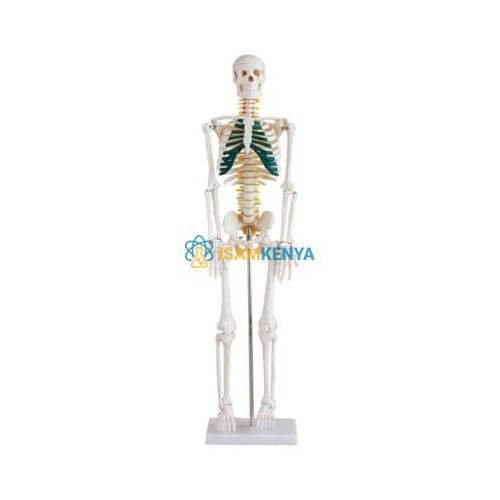 85cm Skeleton Model