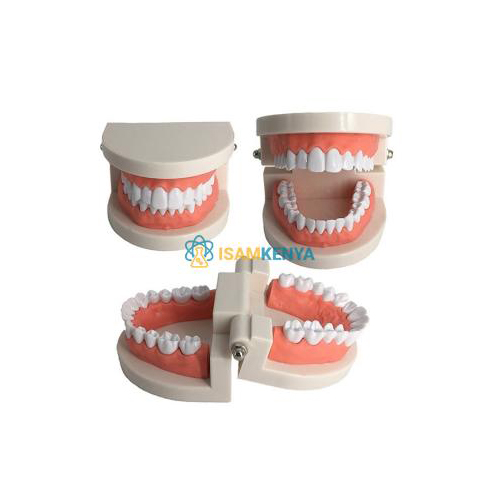 Adult Standard Typodont Teeth Model