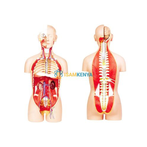 Anatomic Human Torso Models