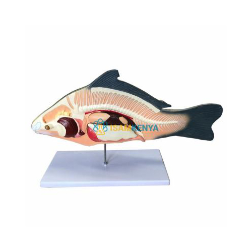 Anatomical Fish Model