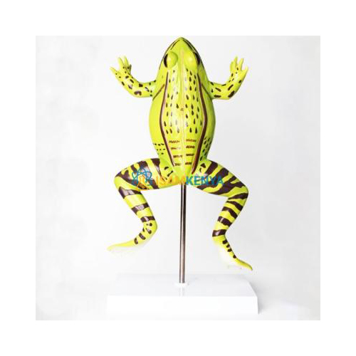 Anatomical Frog Model
