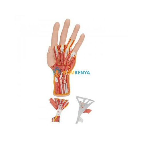 Anatomy Hand Model 3 Parts