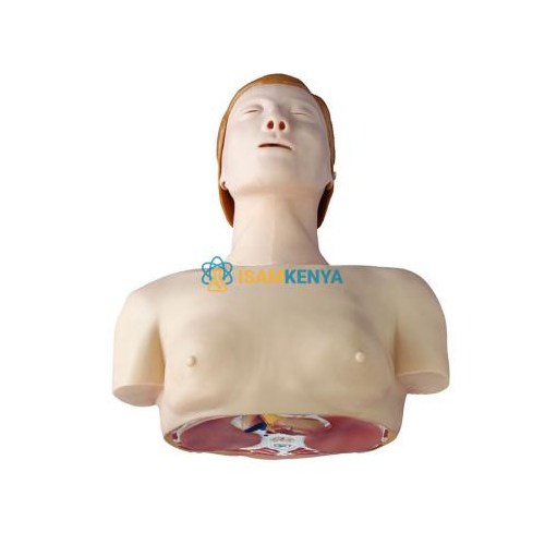 Basic CPR Training Model