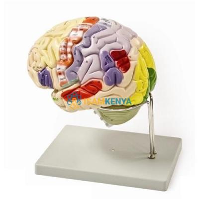 Brain Anatomy 3D Model, 7 Parts