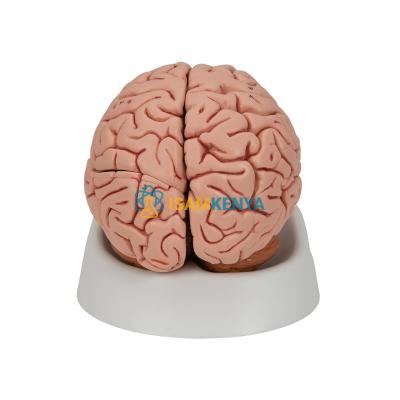 Brain Model, 8-Part