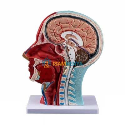 Brain with Half Head Model