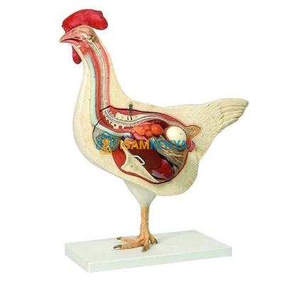 Chicken Dissection Model
