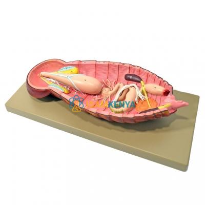 Cockroach Dissection Model
