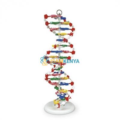 DNA Model Kit With Four Models and CD