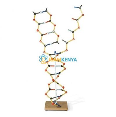 DNA RNA Model