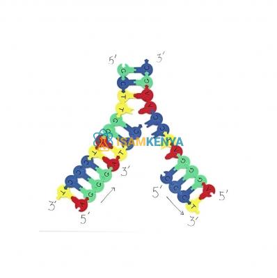 Demo DNA Nucleotides