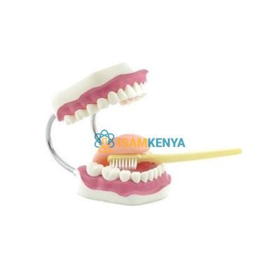 Dental Hygiene Model