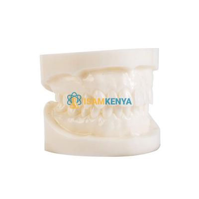 Dentition Teeth Model