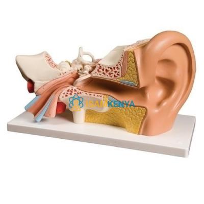 Ear Custom Models