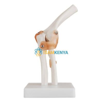 Elbow Joint Model