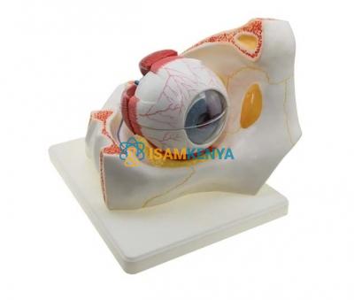 Eye with Orbit Human Eye Model