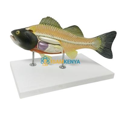 Fish Anatomy Model
