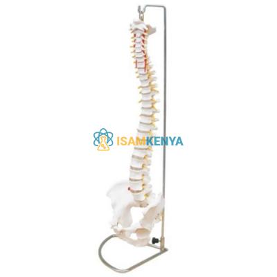 Flexible Spine Model