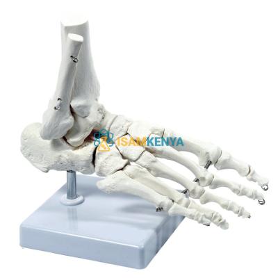Foot Bones Model