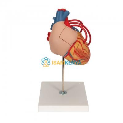 Giant Heart Model 4 Parts