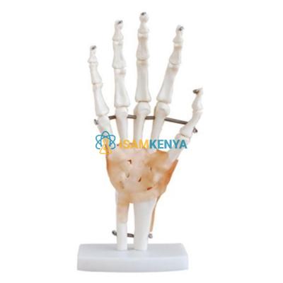 Hand And Wrist Skeleton Model