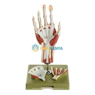 Hand MuDAes Model 4 Parts