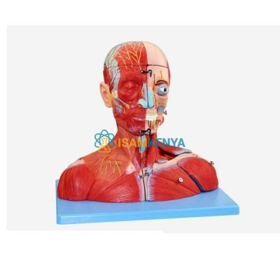 Head and Neck Musculature