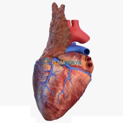 Heart with Thymus Model