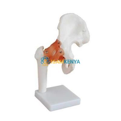 Hip Joint Model