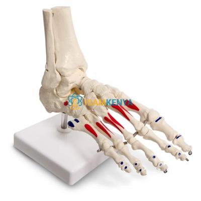Human Anatomical Foot Section Model