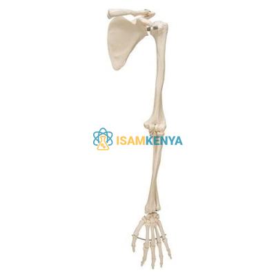 Human Arm MuDAes Anatomy Model