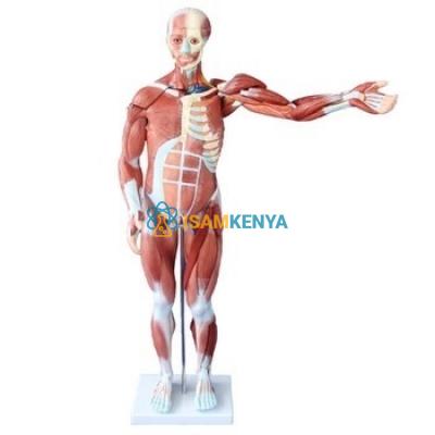 Human Body Model