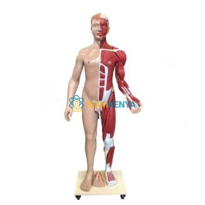 Human Body Muscle Model