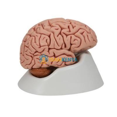 Human Brain 5 Parts
